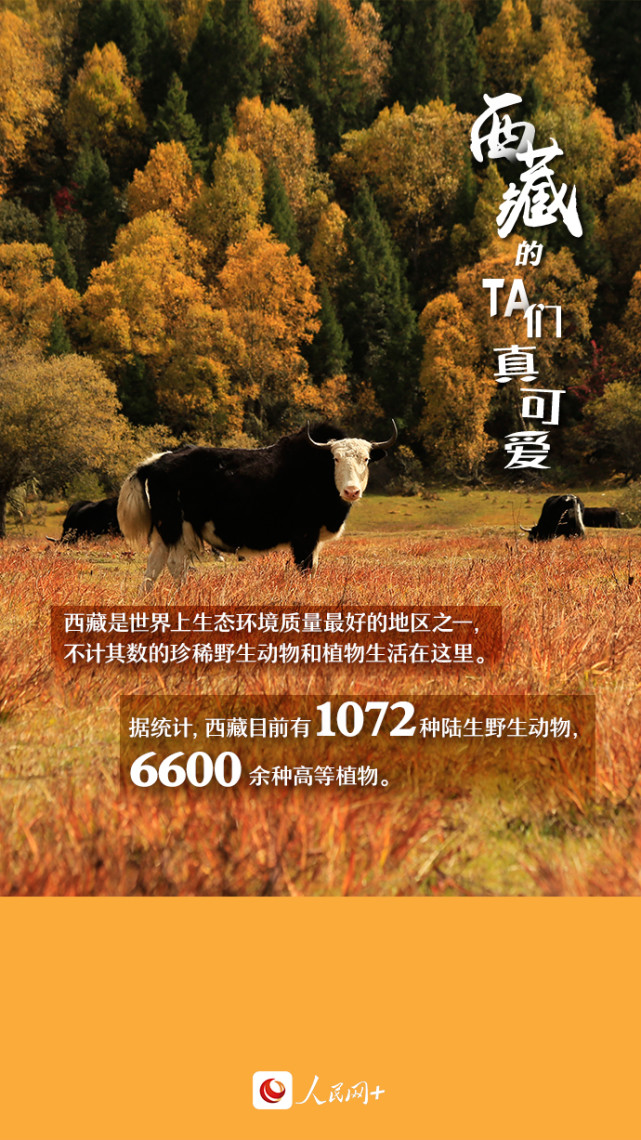 近距離觀察西藏“萌物”，走起！